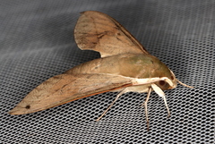 Theretra indistincta