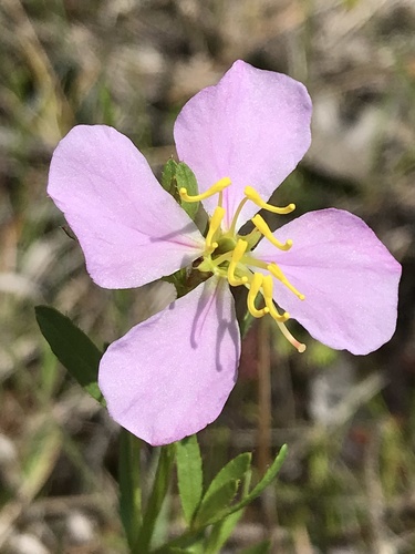 Image of Rhexia salicifolia by (c) Brandon Corder, some rights reserved (CC BY)