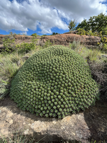 Euphorbia pulvinata, photograph 6
