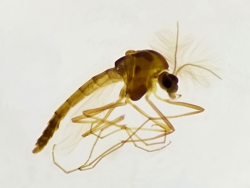 Paracladius conversus