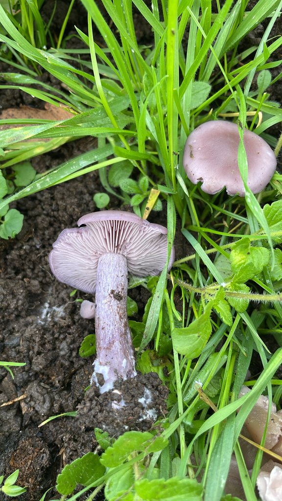 Collybia sordida · November 2025 · photo: © kiteheights (iNaturalist, cc-by)