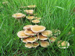 Agrocybe molesta