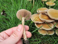 Agrocybe molesta