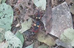 Dysdercus albofasciatus