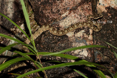 Protobothrops cornutus