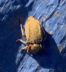 Stenomorpha parallela