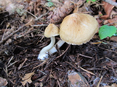 Inocybe praecox