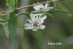Passiflora misera