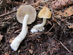 Inocybe praecox