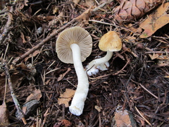 Inocybe praecox
