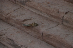 Funambulus pennantii