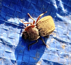 Stenomorpha parallela