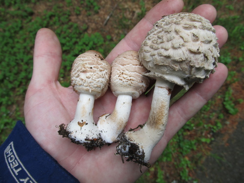 Šiurkščioji žvynoklė nuotrauka