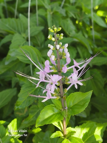 Cat's Whiskers