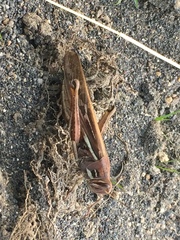 Schistocerca cancellata