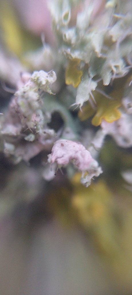 Laetisaria lichenicola · December 2025 · photo: © physcia_descendens (iNaturalist, cc-by)