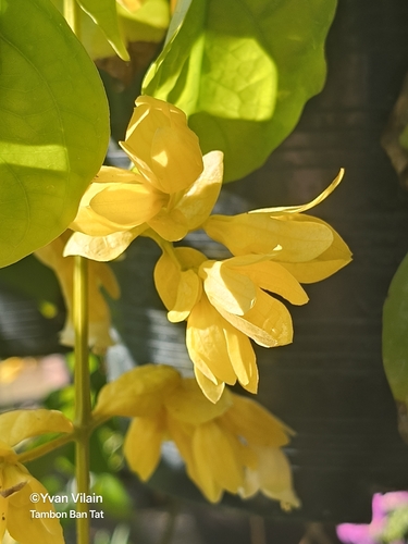 Petraeovitex bambusetorum