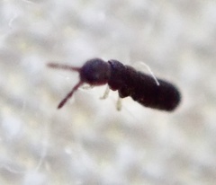 Isotomoidea