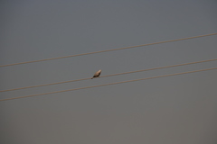 Streptopelia decaocto