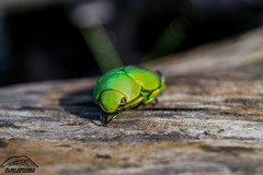 Chrysina psittacina