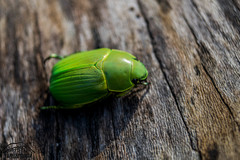 Chrysina psittacina