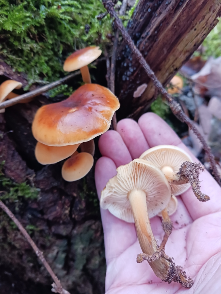 Flammulina elastica · December 2025 · photo: © mangoblatt (iNaturalist, cc0)