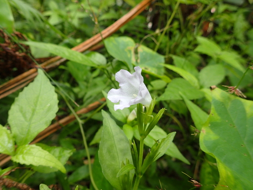 Strobilanthes tashiroi iNat (2)