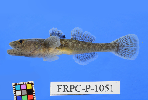 Isaza goby (Gymnogobius isaza) — Gobiidae — 3