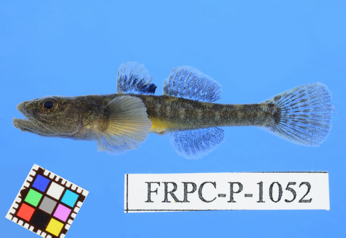 Isaza goby (Gymnogobius isaza) — Gobiidae — 2