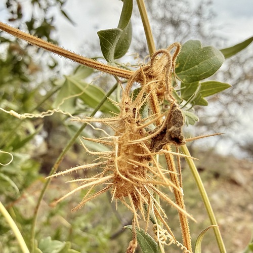 Echinopepon wrightii, photograph 6