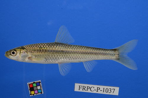 Honmoroko (Gnathopogon caerulescens) — Cyprinidae — 3