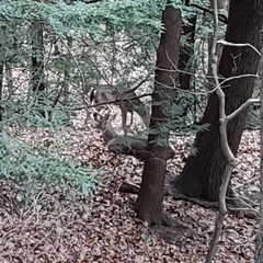 Odocoileus virginianus