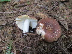 Russula placita