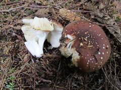 Russula placita