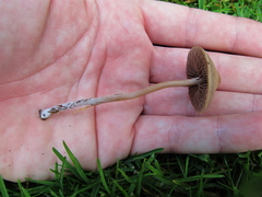 Panaeolus subbalteatus