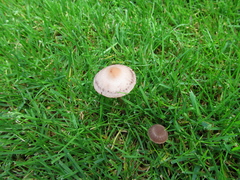 Panaeolus subbalteatus