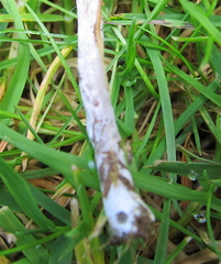 Panaeolus subbalteatus