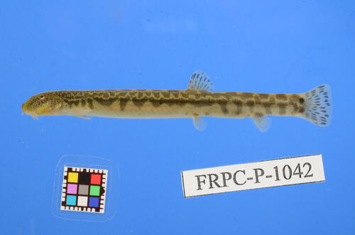 Japanse riviermodderkruiper (Niwaella delicata) — Cobitidae — 3