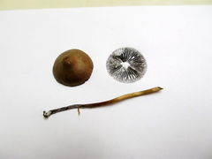 Panaeolus subbalteatus