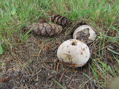 Calvatia fragilis