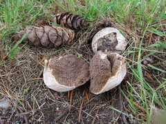 Calvatia fragilis