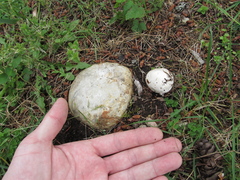 Calvatia fragilis