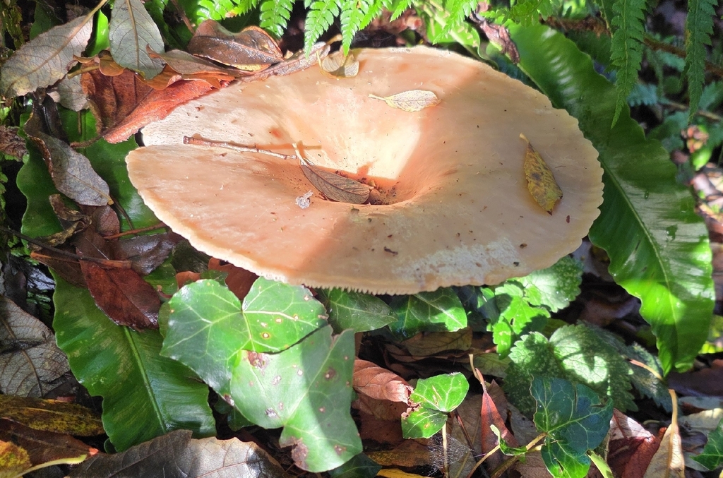 Infundibulicybe geotropa · December 2025 · photo: © sabear (iNaturalist, cc0)