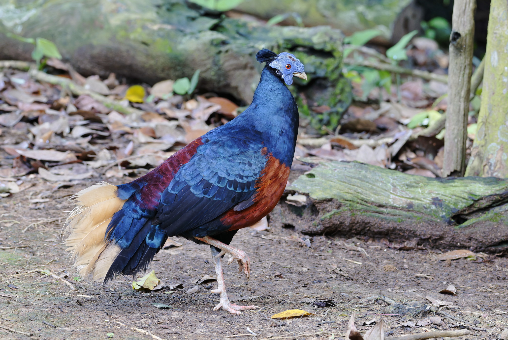 Bornean Crested Fireback
