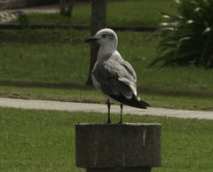 Leucophaeus atricilla