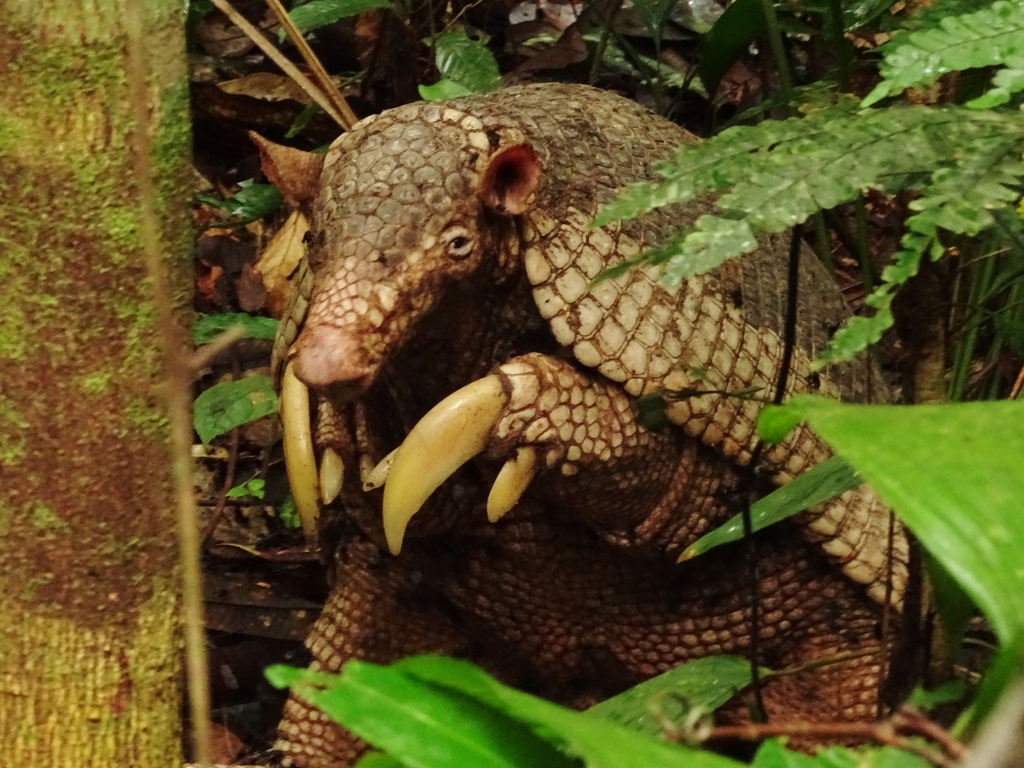 oso hormiguero vs oso hormiguero vs armadillo