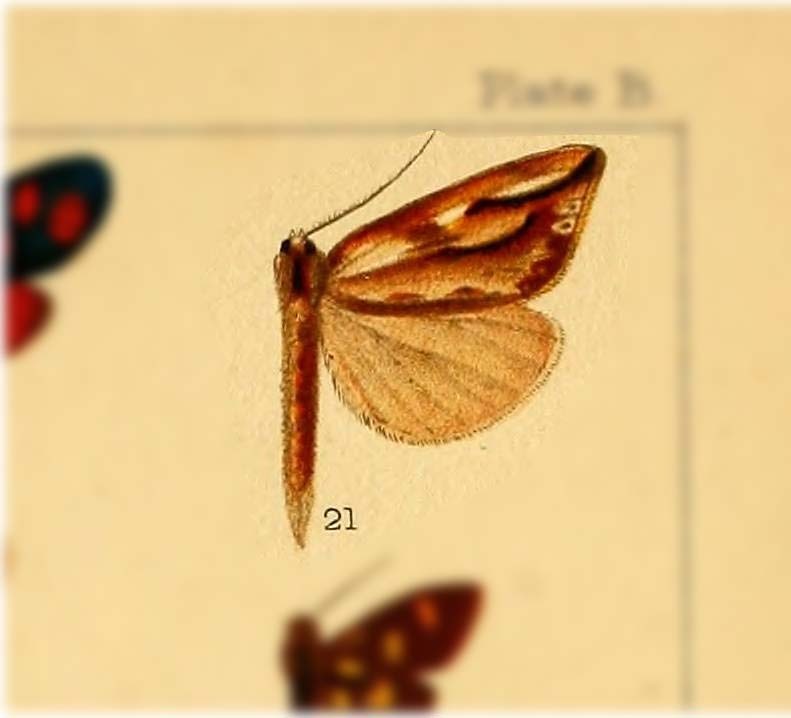 Niganda quinquestriata