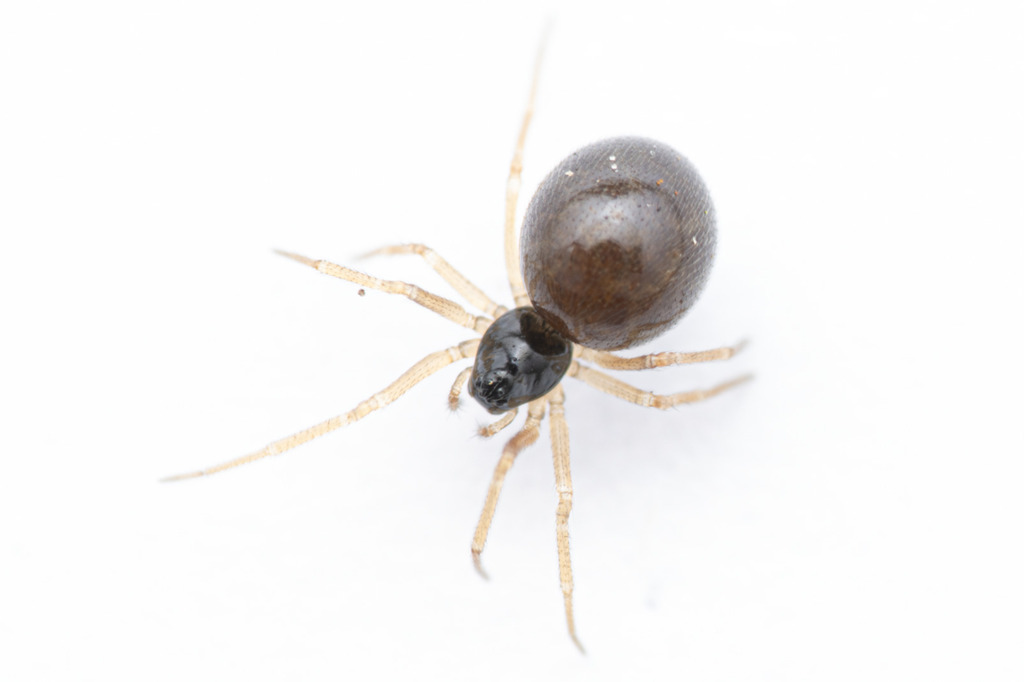 Entelecara flavipes