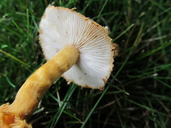 Cystoderma amianthinum rugosoreticulatum