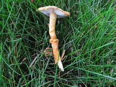 Cystoderma amianthinum rugosoreticulatum